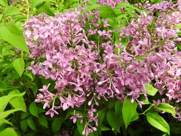 Syringa chinensis Saugeana