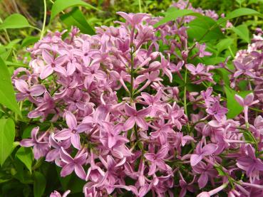 Syringa chinensis Saugeana