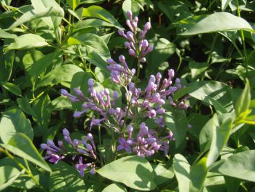 Die Blütenknospe von Syringa chinensis Saugeana