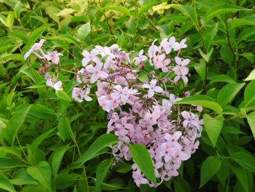 Syringa chinensis Saugeana