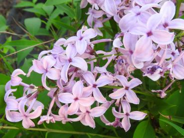 Syringa chinensis Saugeana