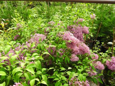 Syringa chinensis Saugeana