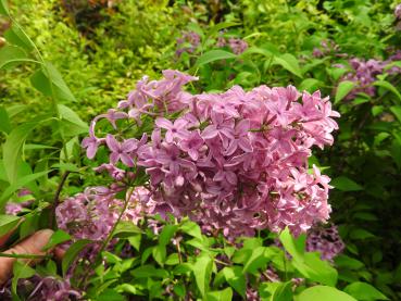 Syringa chinensis Saugeana