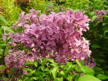 Syringa chinensis Saugeana