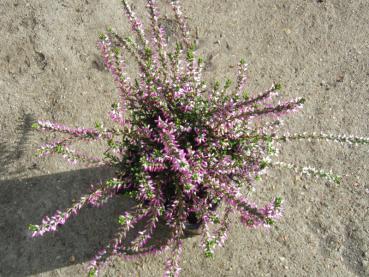 Sommerheide Marleen - Calluna vulgaris Marleen