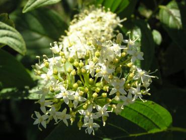 Gullkornell - Cornus stolonifera Flaviramea