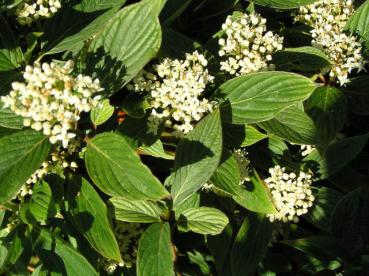 Weißer Blütenflor von Cornus stolonifera Flaviramea