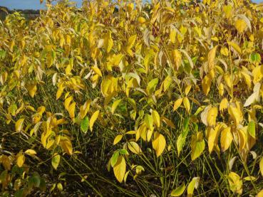 Leuchtend gelbe Blätter des Gelbrindigen Hartriegels im Herbst