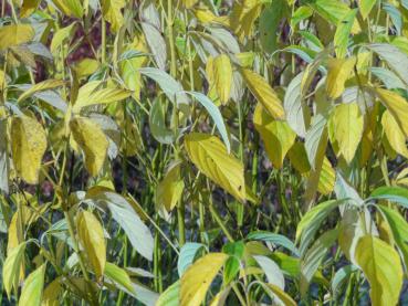 Beginnende gelbe Herbstfärbung - Cornus stolonifera Flaviramea