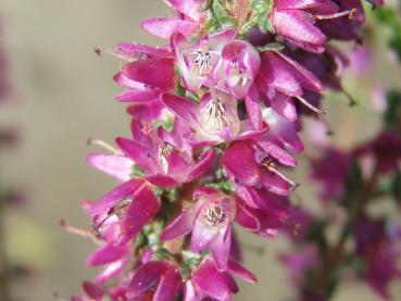 Calluna vulgaris Josi - Sommerheide Josi