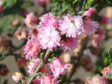 Calluna vulgaris Heike - Sommerheide Heike