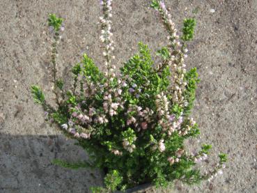 Sommerheide Spring Torch - Calluna vulgaris Spring Torch