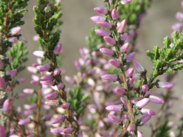 Sommerheide Underwoodii - Calluna vulgaris Underwoodii