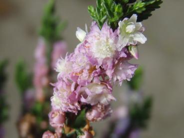 Sommerheide Radnor - Calluna vulgaris Radnor