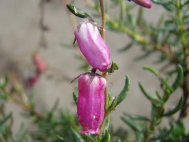 Irische Glockenheide Waley`s Red - Daboecia cantabrica Waley`s Red