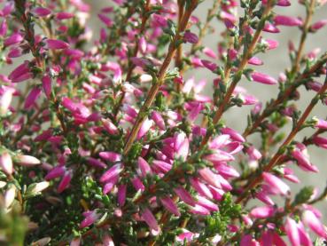 Calluna vulgaris Marlies - Sommerheide Marlies