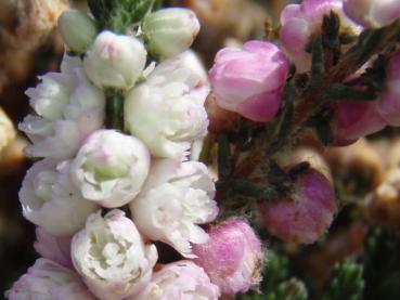 Calluna vulgaris Elsie Purnell - Sommerheide Elsie Purnell