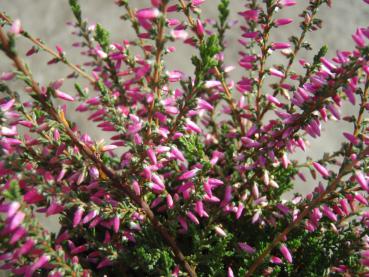 Sommerheide Red Bud - Calluna vulgaris Red Bud