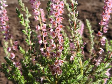 Calluna vulgaris Silver Knight - Sommerheide Silver Knight