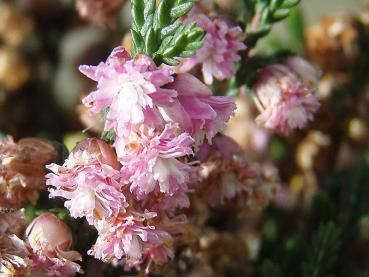 Calluna vulgaris J. H. Hamilton - Sommerheide J. H. Hamilton