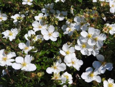 Vit ölandstok - Potentilla fruticosa Eisprinzessin