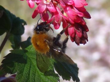 Ribes sanguineum King Edward VII - Blut-Johannisbeere King Edward VII