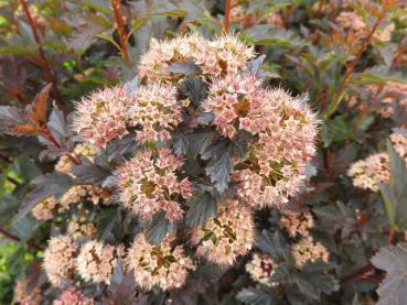 Fruchtstand der Physocarpus opulifolius Tiny Wine ®