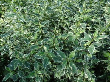 Schöne Blattstrukturen bei Cornus stolonifera White Gold