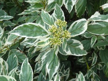 Cornus stolonifera White Gold ist ein weißbunter Hartriegel mit gelben Trieben.