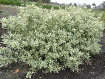 Cornus stolonifera White Gold als nicht zu hoch werdendes Solitärgehölz.