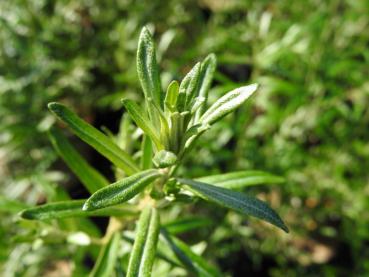 Hippophae rhamnoides Orange Energy - Sanddorn Orange Energy