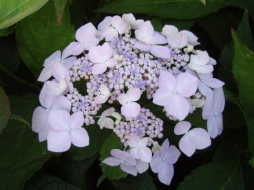 Hydrangea serrata Blue Deckle - Gartenhortensie Blue Deckle