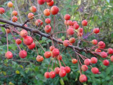 Zierapfel Adirondack - Malus Adirondack