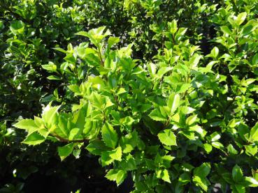 Ilex meserveae Heckenstar - Amerikanische Stechpalme Heckenstar