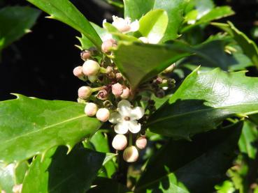 Blüte von Ilex meservaea Heckenstar