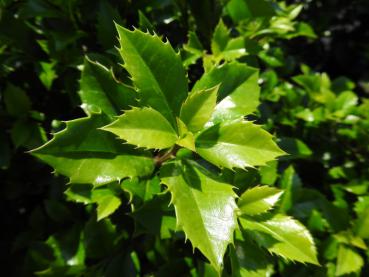 Triebspitze von Ilex meservaea Heckenstar