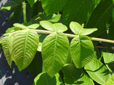 Japanische Walnuss Shubert - Juglans ailantifolia Shubert