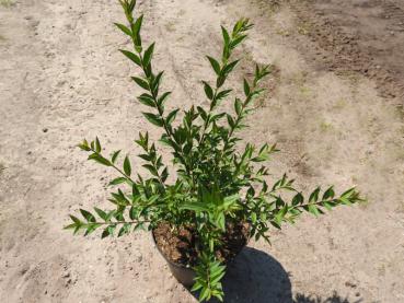 Ligustrum vulgare Atrovirens Compact: Containerpflanze 30/ 40 cm hoch