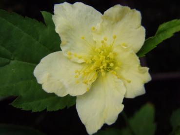 Ranunkelstrauch, Weißblühender - Kerria japonica Albiflora