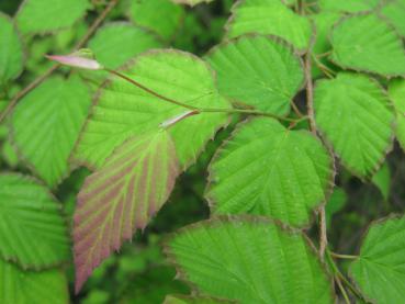 Corylopsis pauciflora