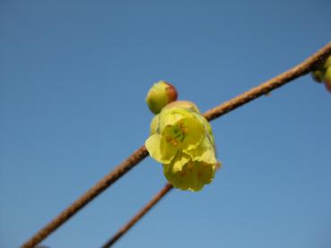 Die gelben Blüten der Niedrigen Scheinhasel sind glockenförmig.