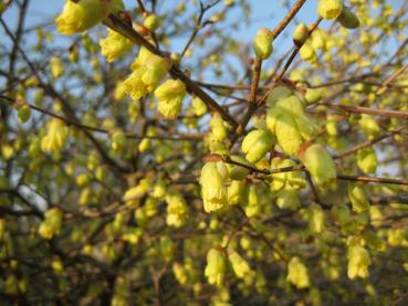 Gelbe Glöckchen der frühblühenden Glockenhasel