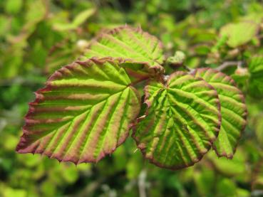 Corylopsis pauciflora - frischer zweifarbiger Austrieb im Frühjahr