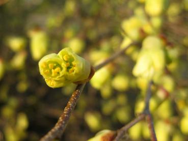 Im März beginnen die hellgelben Blüten der Glockenhasel sich zu öffnen.