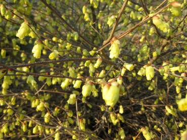 Reiche Blüte der Glockenhasel