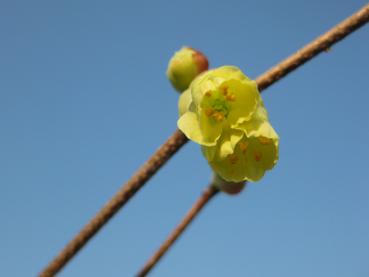 Nahaufnahme der gelben Blüten der Niedrigen Scheinhasel