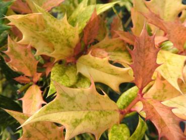 Osmanthus heterophyllus Tricolor - Stachelblüte Tricolor