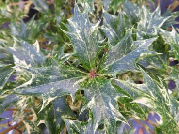 Osmanthus heterophyllus Tricolor