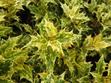 Osmanthus heterophyllus Tricolor