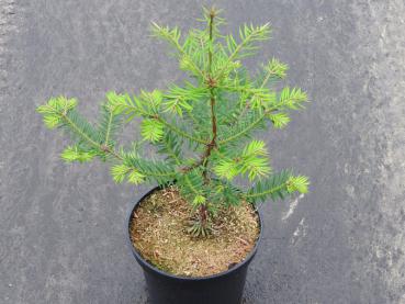 Torreya nucifera - Nusseibe